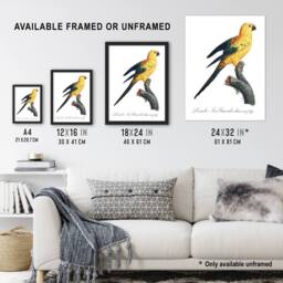 "Artery8 Female Sun Parakeet Bird Francois Levaillant Wall Art Poster Print in White - Size: W12"" x H16""" - thumbnail 3