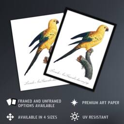 "Artery8 Female Sun Parakeet Bird Francois Levaillant Wall Art Poster Print in White - Size: W12"" x H16""" - thumbnail 2