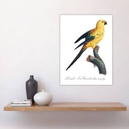 "Artery8 Female Sun Parakeet Bird Francois Levaillant Wall Art Poster Print in White - Size: W12"" x H16""" - thumbnail 4