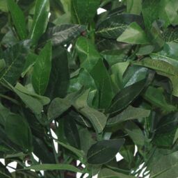 Leaf Pair of 50cm Dwarf Artificial Bay Trees Laurel Topiary Bushes in Green - thumbnail 3