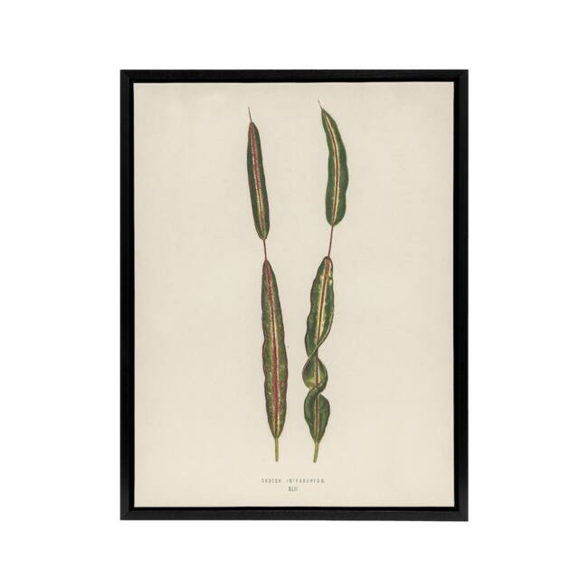"Artery8 Vintage Botanical Croton Interruptum Leaf Fawcett Framed Canvas Art in Beige - Size: W12"" x H16""" - image 1