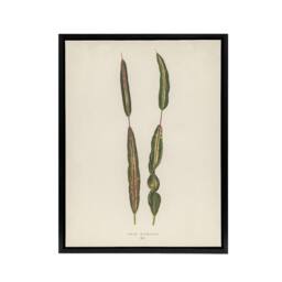 "Artery8 Vintage Botanical Croton Interruptum Leaf Fawcett Framed Canvas Art in Beige - Size: W12"" x H16""" - thumbnail 1