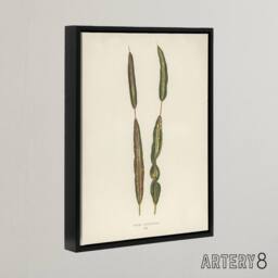 "Artery8 Vintage Botanical Croton Interruptum Leaf Fawcett Framed Canvas Art in Beige - Size: W12"" x H16""" - thumbnail 2