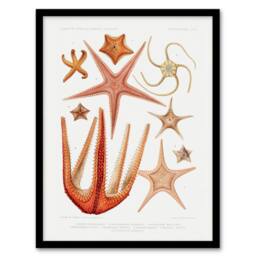 Artery8 Vintage Marine Life Starfish Species Biodiversity Framed Art Print in White - Size: A4 - thumbnail 1