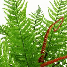 Leaf 60cm Artificial Bushy Dixie Wood Fern Dark Green Plant - thumbnail 4