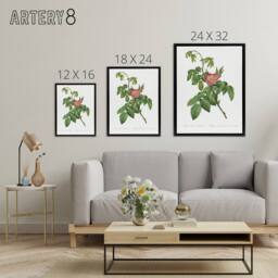 "Artery8 Rosa Villosa Flower Bloom Redoute Vintage Black Framed Canvas Wall Art in White - Size: W18"" x H24""" - thumbnail 4
