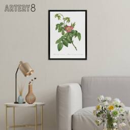 "Artery8 Rosa Villosa Flower Bloom Redoute Vintage Black Framed Canvas Wall Art in White - Size: W18"" x H24""" - thumbnail 3