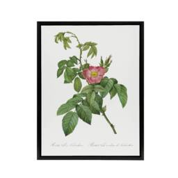 "Artery8 Rosa Villosa Flower Bloom Redoute Vintage Black Framed Canvas Wall Art in White - Size: W18"" x H24""" - thumbnail 1