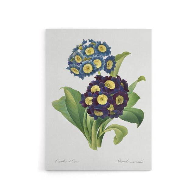 "Artery8 Floral Primula Auricula Redoute Vintage Canvas Wall Art in White - Size: W24"" x H32""" - image 1