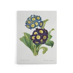 "Artery8 Floral Primula Auricula Redoute Vintage Canvas Wall Art in White - Size: W24"" x H32""" - thumbnail 1