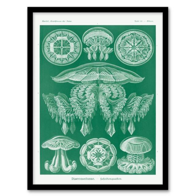 Artery8 Ernst Haeckel Framed Wall Art Print Discomedusae Jellyfish Species in Green - Size: A4 - image 1