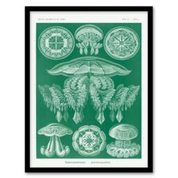 Artery8 Ernst Haeckel Framed Wall Art Print Discomedusae Jellyfish Species in Green - Size: A4 - thumbnail 1