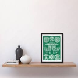 Artery8 Ernst Haeckel Framed Wall Art Print Discomedusae Jellyfish Species in Green - Size: A4 - thumbnail 2