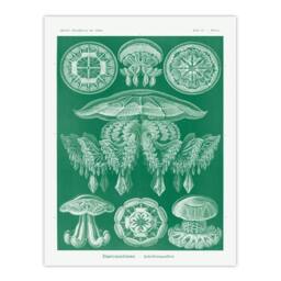 Artery8 Ernst Haeckel Framed Wall Art Print Discomedusae Jellyfish Species in Green - Size: A4 - thumbnail 3