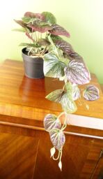 Leaf 35cm Artificial Trailing Purple Potted Pothos Plant Realistic in Green - thumbnail 2