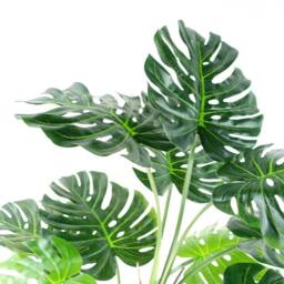 Leaf 150cm Artificial Luxury Monstera Cheese Plant Black Pot in Green - thumbnail 6