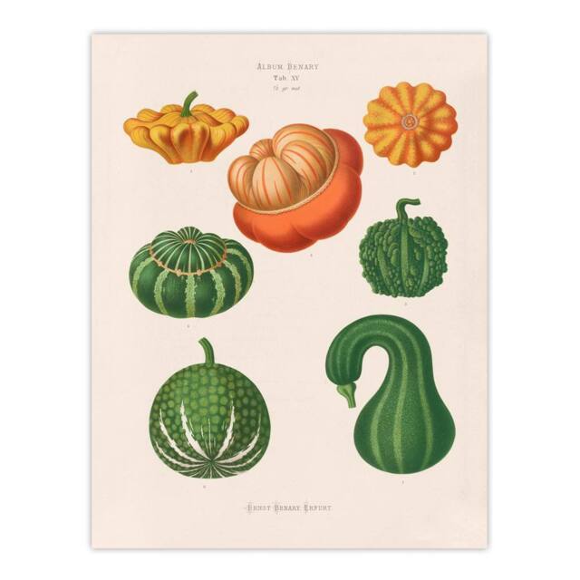 "Artery8 Ornamental Gourds Kitchen Decor Ernst Benary Wall Art Print in White - Size: W12"" x H16""" - image 1