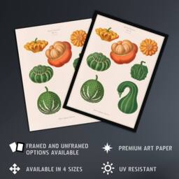 "Artery8 Ornamental Gourds Kitchen Decor Ernst Benary Wall Art Print in White - Size: W12"" x H16""" - thumbnail 2