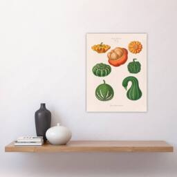 "Artery8 Ornamental Gourds Kitchen Decor Ernst Benary Wall Art Print in White - Size: W12"" x H16""" - thumbnail 4