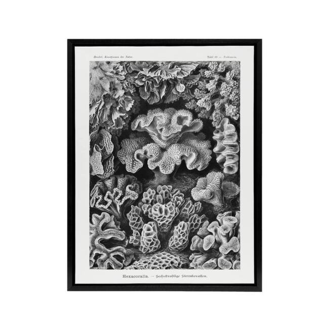 "Artery8 Hexacorallia Coral Haeckel Botanical Black Framed Canvas Wall Art in White - Size: W12"" x H16""" - image 1