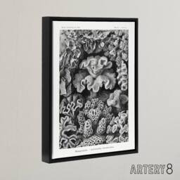 "Artery8 Hexacorallia Coral Haeckel Botanical Black Framed Canvas Wall Art in White - Size: W12"" x H16""" - thumbnail 2