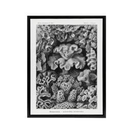 "Artery8 Hexacorallia Coral Haeckel Botanical Black Framed Canvas Wall Art in White - Size: W12"" x H16""" - thumbnail 1