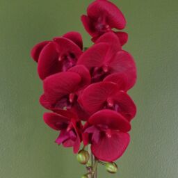 Leaf 46cm Artificial Orchid Red with Silver Pot - thumbnail 2