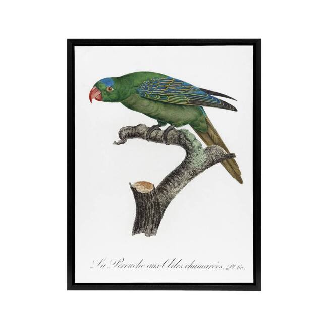 "Artery8 The Blue Naped Parrot Francois Levaillant Framed Canvas Wall Art Print in White - Size: W12"" x H16""" - image 1