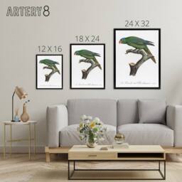 "Artery8 The Blue Naped Parrot Francois Levaillant Framed Canvas Wall Art Print in White - Size: W12"" x H16""" - thumbnail 4
