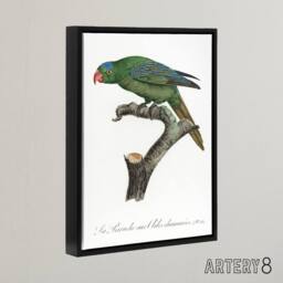 "Artery8 The Blue Naped Parrot Francois Levaillant Framed Canvas Wall Art Print in White - Size: W12"" x H16""" - thumbnail 2