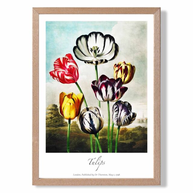 ARTZE Vintage Floral Exhibition - Tulip Flowers Framed Print SIZE: A4 with Oak Frame in Red - Size: A2 - image 1