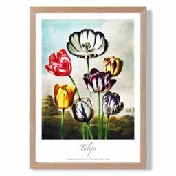 ARTZE Vintage Floral Exhibition - Tulip Flowers Framed Print SIZE: A4 with Oak Frame in Red - Size: A2 - thumbnail 1