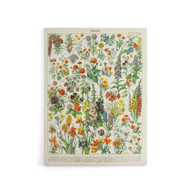 "Artery8 Millot Encyclopedia Page Flowers Plants Canvas Wall Art Print - Size: W12"" x H16""" - image 1