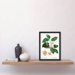 Artery8 Pierre Joseph Redoute Framed Wall Art Print Mountain Camellia Flower in White - Size: A4 - thumbnail 2