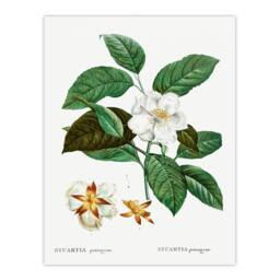 Artery8 Pierre Joseph Redoute Framed Wall Art Print Mountain Camellia Flower in White - Size: A4 - thumbnail 3