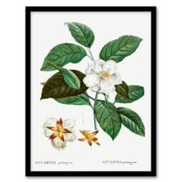 Artery8 Pierre Joseph Redoute Framed Wall Art Print Mountain Camellia Flower in White - Size: A4 - thumbnail 1