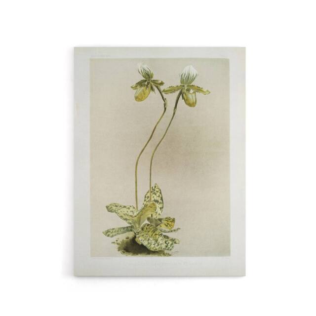 "Artery8 F Sander Cypripedium Lawrenceanum Hyeanum Orchid Canvas Wall Art Print - Size: W12"" x H16""" - image 1