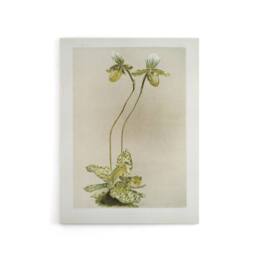 "Artery8 F Sander Cypripedium Lawrenceanum Hyeanum Orchid Canvas Wall Art Print - Size: W12"" x H16""" - thumbnail 1