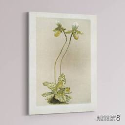 "Artery8 F Sander Cypripedium Lawrenceanum Hyeanum Orchid Canvas Wall Art Print - Size: W12"" x H16""" - thumbnail 2
