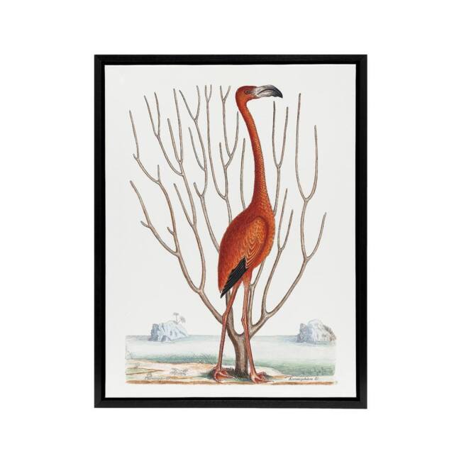 "Artery8 Flamingo Bird Vintage Illustration Catesby Black Framed Canvas Art in White - Size: W12"" x H16""" - image 1