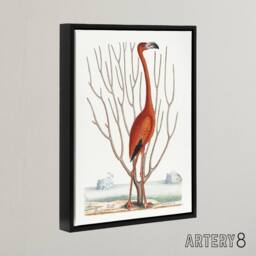 "Artery8 Flamingo Bird Vintage Illustration Catesby Black Framed Canvas Art in White - Size: W12"" x H16""" - thumbnail 2
