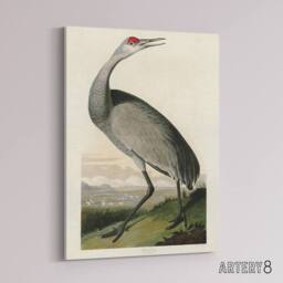 "Artery8 Audubon Birds Of Crane Nature Painting Canvas Wall Art Print - Size: W18"" x H24""" - thumbnail 2