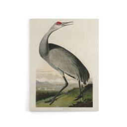 "Artery8 Audubon Birds Of Crane Nature Painting Canvas Wall Art Print - Size: W18"" x H24""" - thumbnail 1