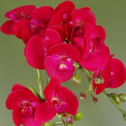 Leaf 50cm Phalaenopsis Orchid Artificial - Red Leopard - Gold Pot - thumbnail 2