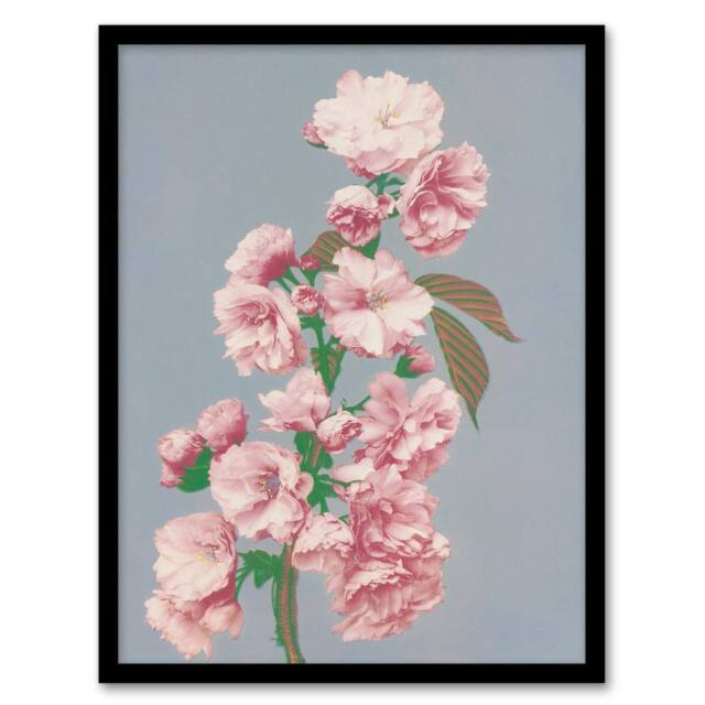 Artery8 Ogawa Kazumasa Framed Wall Art Print Cherry Blossom Flower Bloom in Pink - Size: A4 - image 1