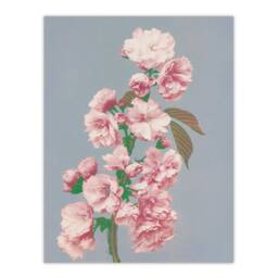 Artery8 Ogawa Kazumasa Framed Wall Art Print Cherry Blossom Flower Bloom in Pink - Size: A4 - thumbnail 3