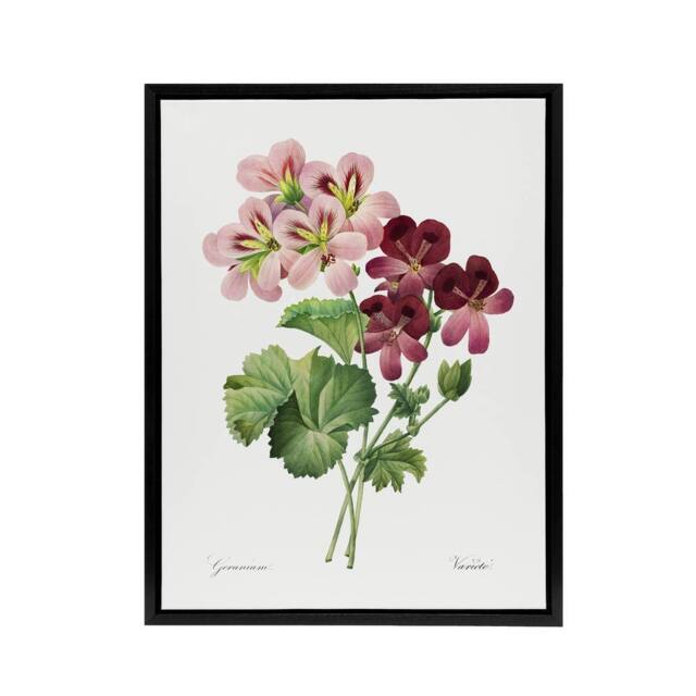 "Artery8 Geranium Flowers Illustration Redoute Vintage Framed Canvas Wall Art in White - Size: W12"" x H16""" - image 1