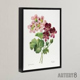 "Artery8 Geranium Flowers Illustration Redoute Vintage Framed Canvas Wall Art in White - Size: W12"" x H16""" - thumbnail 2