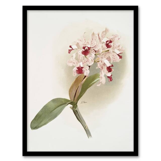 Artery8 Frederick Sander Cattleya Amethystoglossa Orchid Framed Wall Art Print in White - Size: A4 - image 1