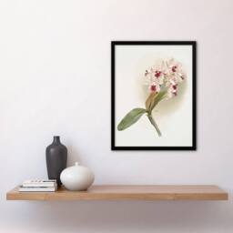 Artery8 Frederick Sander Cattleya Amethystoglossa Orchid Framed Wall Art Print in White - Size: A4 - thumbnail 4